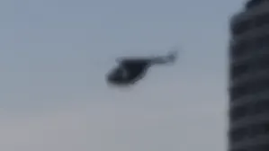 Buzzard
